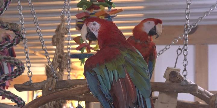 Iowa Parrot Rescue raises more than $12K amid rising feed costs