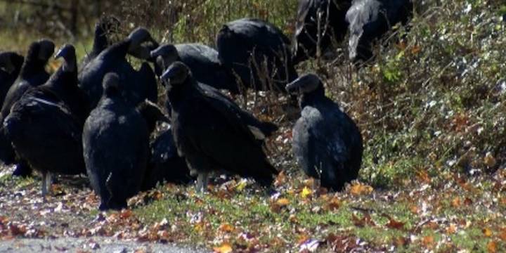 Department of Wildlife Resources has suspected cause on Rocky Mount vulture deaths