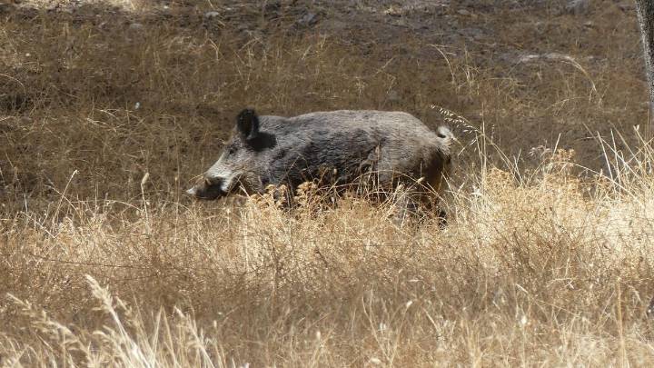 Ocho cuestiones clave sobre la peste porcina africana