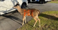 Deer with "pet" spray-painted on its sides found in Pennsylvania community
