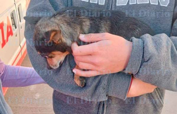 Rescatan a perritos atrapados en incendio