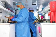 Más de 600 animales han sido esterilizados en Casanare