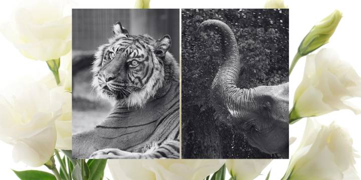 Cameron Park Zoo mourns loss of beloved elephant and tiger