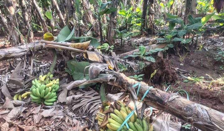 Banana farmers in Sangareddy destroy crops as prices crash to Rs 3 per kg