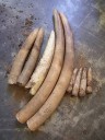 Man Sentenced to 10 Years for Possessing Elephant Tusks in Ntchisi