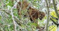 Wildlife commission aims to boost hunting opportunities for mountain lions