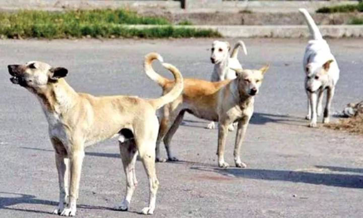 Interim stay on tender for procuring microchips for stray dogs