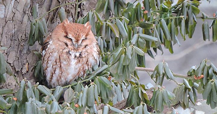 Audubon Christmas Bird Count With Steep Rock Association Set for December 14
