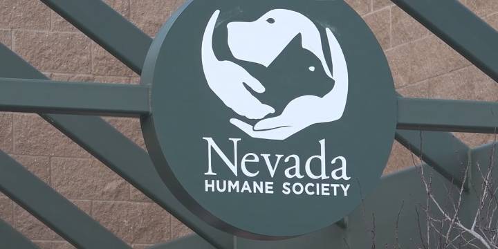 Dog seen in alleged abuse video recovering at Nevada Humane Society