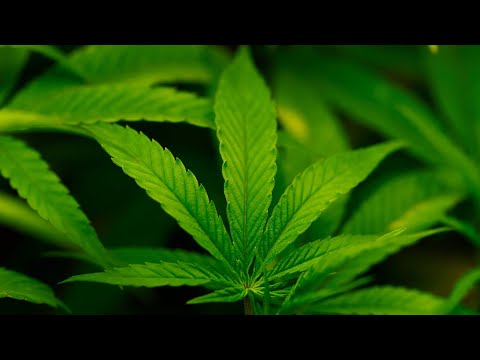 Trump Expected to Label Pot a Less Dangerous Drug