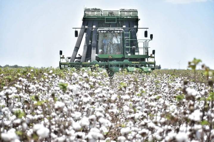 Fortalecen sanidad del algodón en reunión de programa binacional