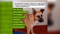 Buscan a Gino en el barrio Campo Contreras: su familia ofrece una recompensa de $100.000