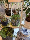 How to catproof your houseplants this winter