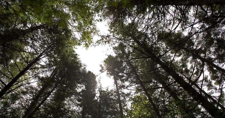 N.B. appeals court rules Wolastoqey Nation can't fight Crown over private forest land