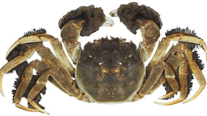 Chinese mitten crab discovery puts WA officials on alert