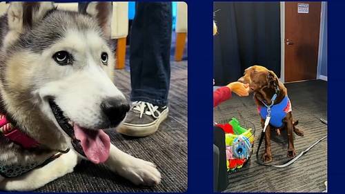 Shelter Me: Meet Peanut from Lucky Dawg Rescue and Yuffie from ACCT Philly