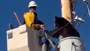 Bear stuck at top of light pole rescued: Watch the Arizona video