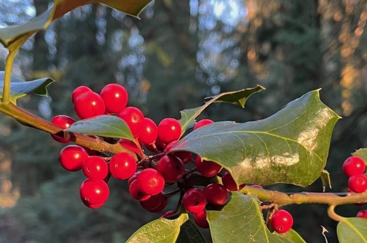 European holly – Puget Sound Forest menace