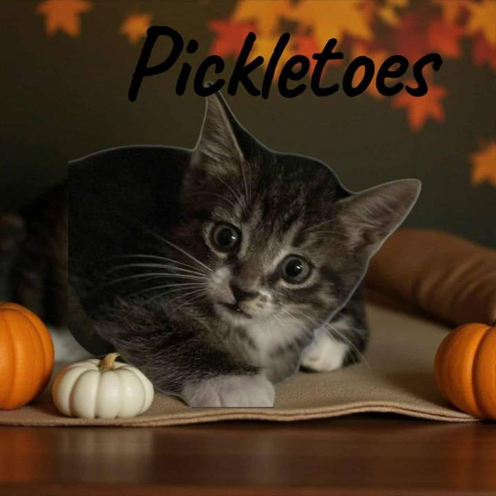 The Mason Jar Cafe’s Furry Friends Friday featuring Mr. Pickletoes