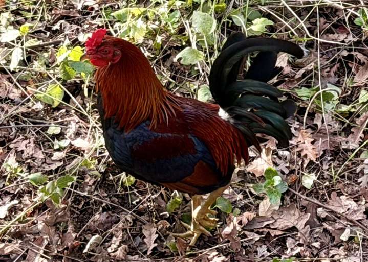 Chickens strut, peck, preen along creek’s shore at Chico State