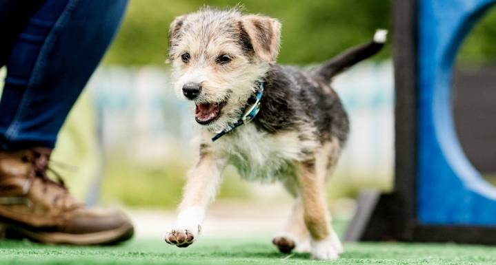 Tiny Disabled Puppy Found in Dumpster Gets New Home in Time for Christmas