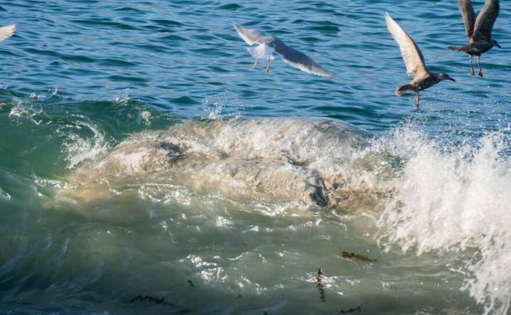Third humpback whale found dead in Unalaska since October