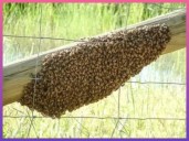 CORRIENTES: Murió Un Pescador Tras Ser Atacado Por Un Enjambre De Abejas