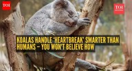 Koalas handle ‘heartbreak’ smarter than humans