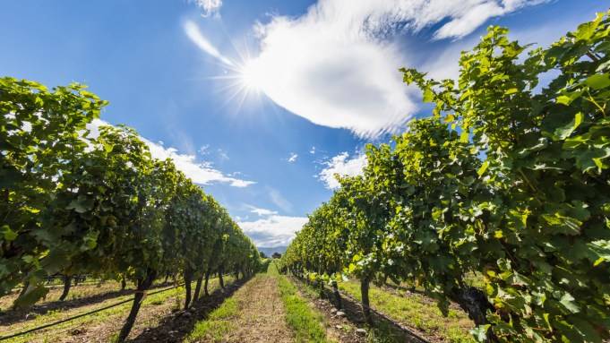 Some Winemakers Gave Up on Organic Farming Amid Wine Industry Woes