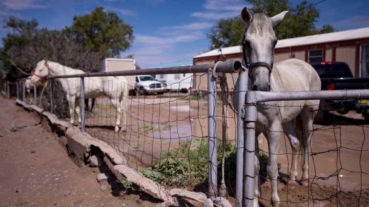 NDSU Extension to host December horse management webinars