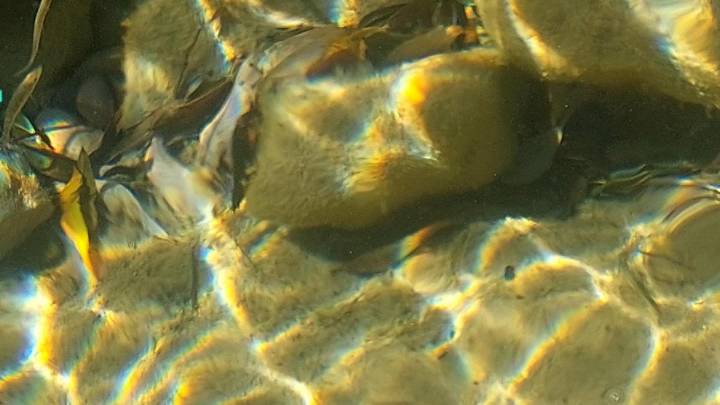 Reto visual: ¿Cuántos peces ves en 30 segundos?