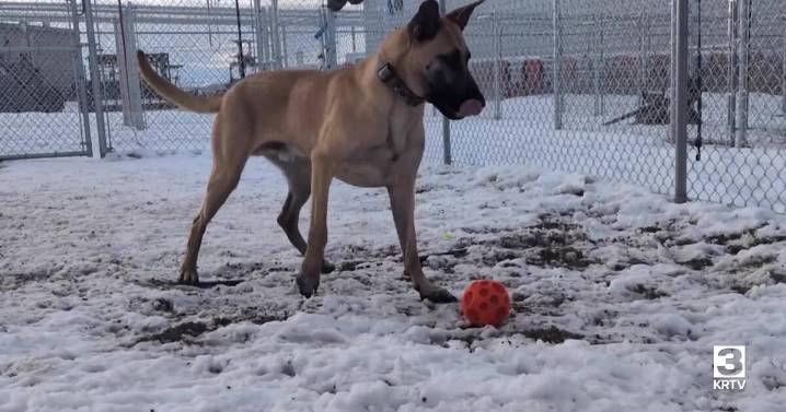 Pawsitive Impact: Things to consider before adopting a pet