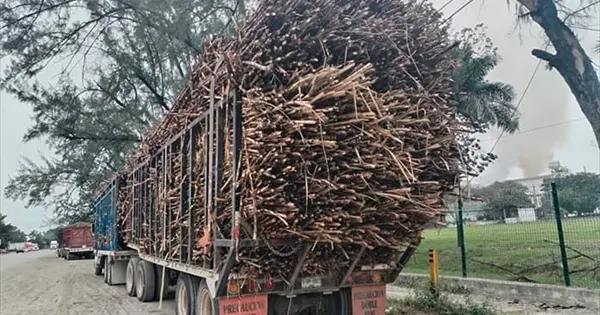 Niegan desbandada de cañeros de ULPCA