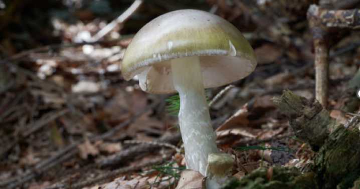 Health officials warn against mushroom foraging after fatal poisoning