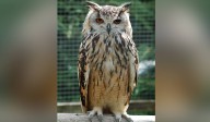 Work stopped at quarry near Hyderabad to let rare rock eagle owl hatch eggs