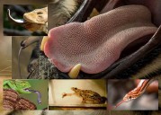 Las sorpresas ocultas en las lenguas de los animales -