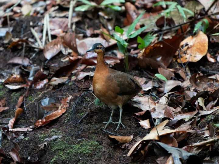 No es un dodo, pero esta ave recién descubierta podría compartir el mismo destino