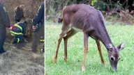 Oh deer! Crews rescue two does in distress on the North Shore