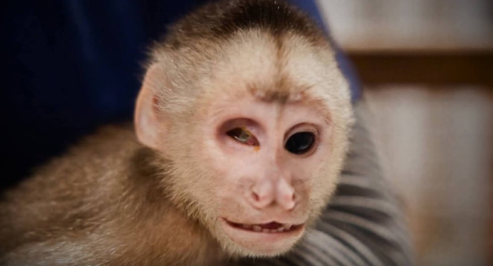 Rescatan a mono “Luca”, víctima del tráfico ilegal en Huánuco