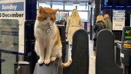Thousands raised for statue of beloved station cat who napped on Metro papers