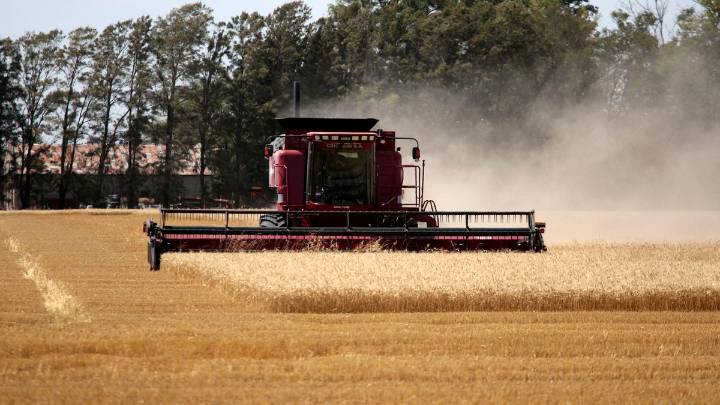 Trigo: una campaña histórica que se siente en los precios