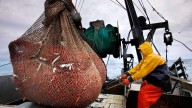New England's shrimp fishery to shut down for the long haul after years of decline