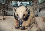 San José: rescataron a un oso melero, que estaba acorralado por perros en inmediaciones de una vivienda