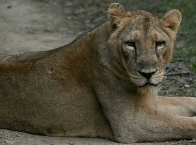 El renacer lento pero firme de los leones asiáticos en India impulsa la conservación