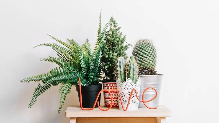 Cuál es la planta que debe estar en el living de la casa sí o sí, según expertos