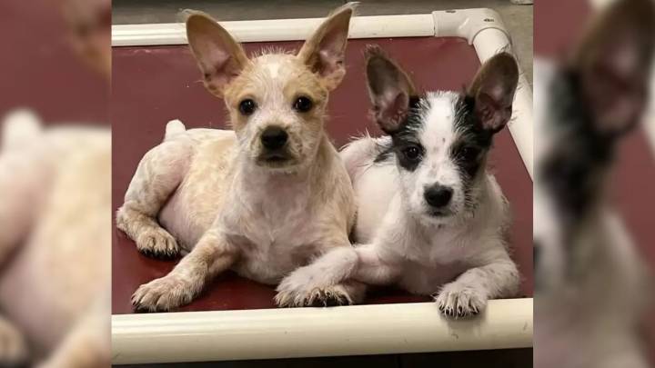 Louisiana Shelter Welcomes Two Puppies Who Refuse To Let Go Of Each Other