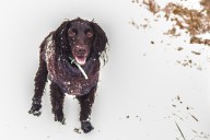Don’t forget pets when preparing for winter cold