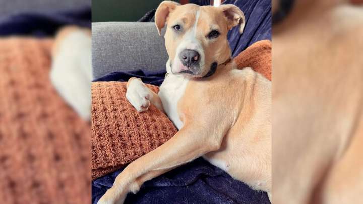 Oregon Pittie Overcomes Trauma And Builds An Unbreakable Bond In Her Forever Home