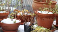 8 Common Items That Can Keep Your Outdoor Planters Insulated During Winter