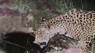 Jaguar spotted in Arizona points to progress in the endangered species’ recovery